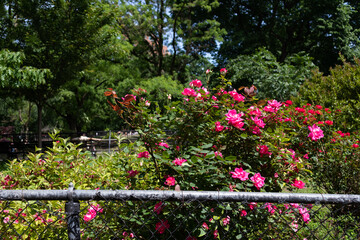 Blooming Pink Rose Bush Behind a Fence at Tompkins Square Park in the East Village of New York City during the Spring