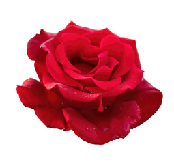 single red rose - 530380078