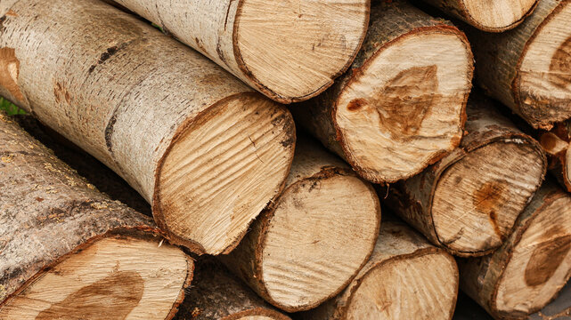 stacked wood blocks. cut trees