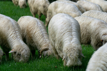 Sheep on a mountain pasture.