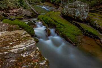 stream in the forest