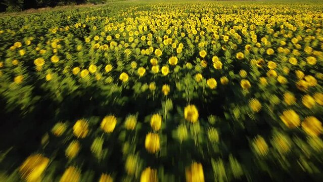 d&eacute;filement rapide en drone dans un champs de tournesol.