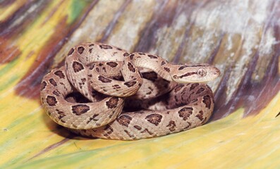 A brown snake on a colorful leaf