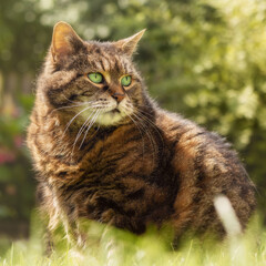 Naklejka na ściany i meble Chubby tabby cat sitting on the grass in a summery garden