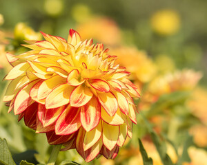 Beautiful yellow and red dahlias 