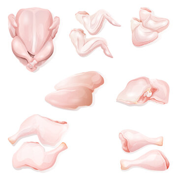 Vector illustration set of different types chicken meat raw portions fillet, thigh, breasts, wings and legs, drumsticks. Butcher shop, farmer market. Farm animal. 