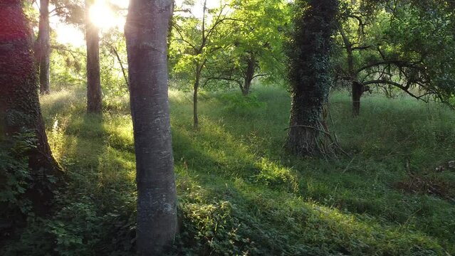 traveling drone le long d'arbres pendant un coucher de soleil.