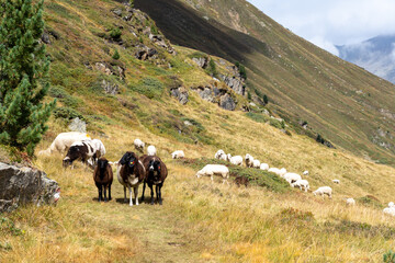 Obraz premium Ötztal im Sommer September