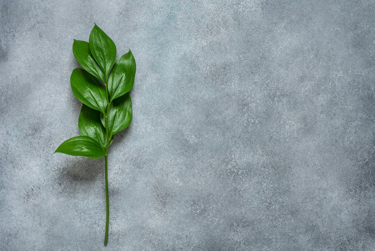 Green ruscus leaves on a gray concrete background. Top view, flat lay.