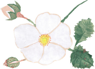 Watercolor drawing of hazel blossom