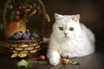 White cat and fruits. Autumn still life with fractals and a cat. Photo