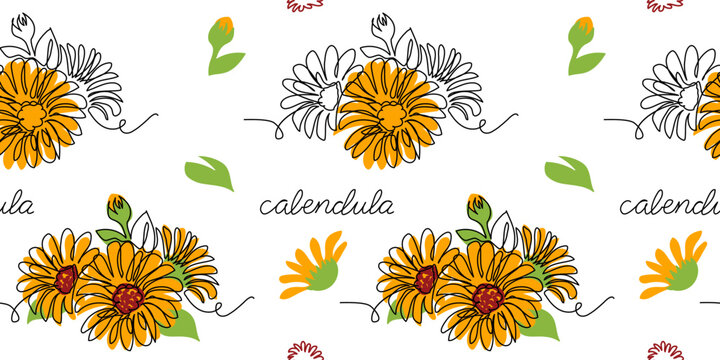 Calendula, marigold flower vector pattern, background for label design. One continuous line art drawing calendula pattern