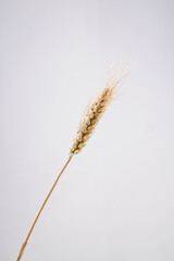 ears of wheat on a white background 