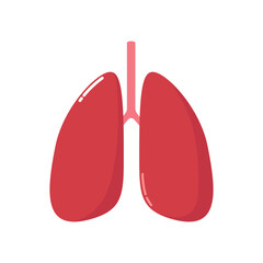 The lungs are organs of the human respiratory system. Human anatomy. Internal organs. Flat style. Vector illustration on a white background.