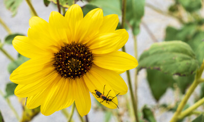 A macro photograph of a tiny little insect as it stands on a large petal of a wild sunflower