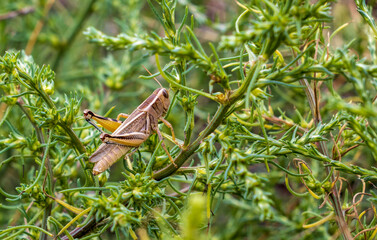 Close-up of a grasshopper sitting in the grass