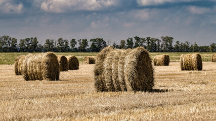 Fototapeta na wymiar Rolls of scanned straw on harvested September fields.