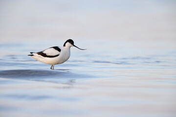 The pied avocet (Recurvirostra avosetta) at the river
