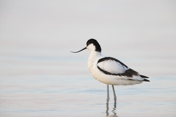 The pied avocet (Recurvirostra avosetta) at the river
