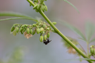 The male hemp flowers are in full bloom and are released to the female plant for fertilization..Male hemp flowers are bred to obtain seeds..Weed cultivation. Cannabis plant. Marijuana medicine leaf.