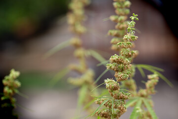 The male hemp flowers are in full bloom and are released to the female plant for fertilization..Male hemp flowers are bred to obtain seeds..Weed cultivation. Cannabis plant. Marijuana medicine leaf.