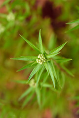 Oriental penthorum