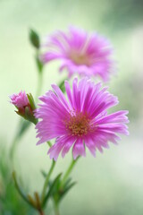 Obraz premium Pale purple daisies in a summer garden.