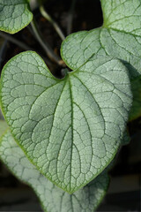 Largeleaf brunnera Silver Heart