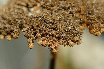 Yarrow seeds