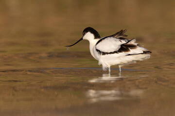 The pied avocet (Recurvirostra avosetta) at the river