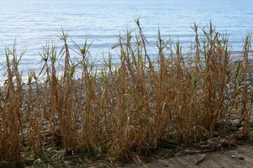 Obraz na płótnie Canvas Wild plants at shore sea