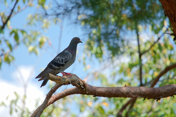 木に留まる鳩