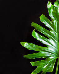 Green tropical leaf closeup on black background