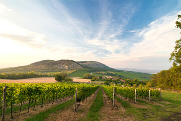 Fototapeta na wymiar View over vineyard in Moravia region, Pálava. Czech Republic.