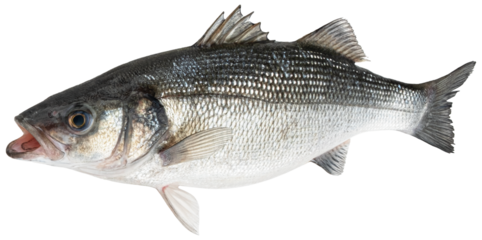 Raw sea bass, fresh seabass fish isolated