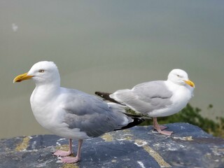 Bird Beak Lari Seabird Feather Wing