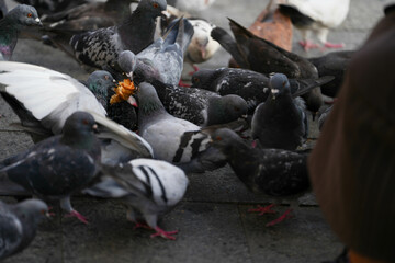 Obraz premium pigeons on the street sharing a croissant.
