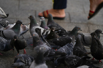 pigeons on the street sharing a croissant.