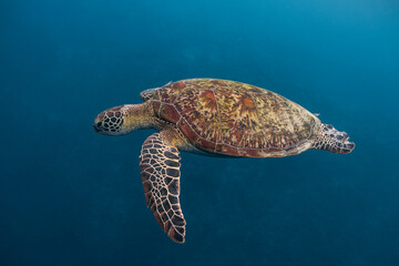 Green sea turtle (Chelonia mydas) swimming close to the surface.
