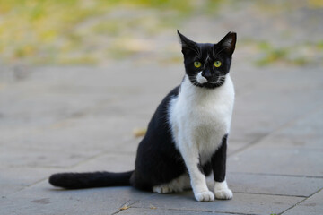 the cat. black and white cat standing on a sidewalk.