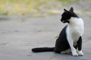 the cat. black and white cat standing on a sidewalk.
