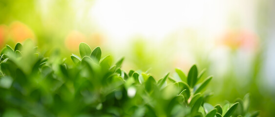 Closeup of beautiful nature view green leaf on blurred greenery background in garden with copy space using as background cover page concept.