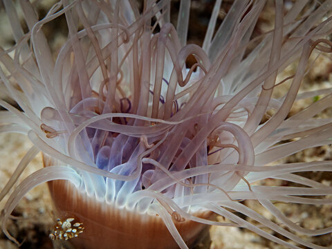 Ceriantharia Bilder Durchsuchen 538 Archivfotos, und