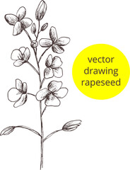 Vector abstract hand drawn vintage  sketch. Image of rapeseed plant. Outline of the silhouette isolated. Eps print for label, pharmacy package, box