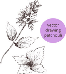 Vector abstract Hand drawn vintage  sketch.Image of patchouli. Outline of the silhouette isolated. Eps print for label, pharmacy package, box