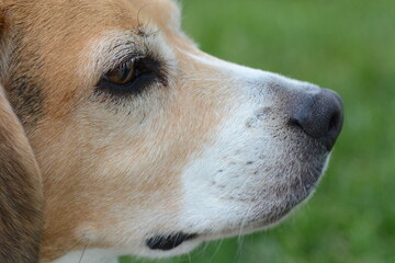 close up profile of a beagle dog
