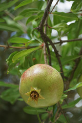 The fruit of an organically grown Dalmatian pomegranate with a hard green skin
