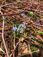 Snowdrop in Ukrainian Forest