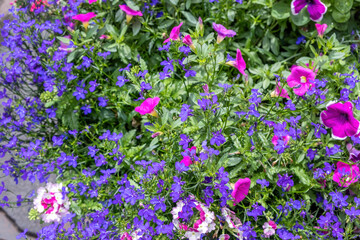 Garden Lobelia in a range of colors. Flowering plant in blue and purple. Netherlands, Holland.