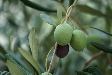 A sprig of an olive branch with ripe fruits of green and black olives